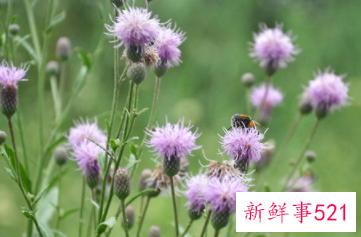 蓟栽培过程中的注意事项