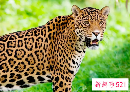 梦见被豹子追有什么预兆