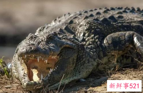 什么动物咬合力最大