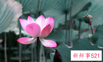 竹子和荷花象征什么