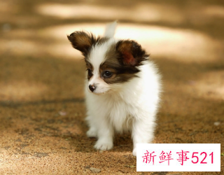 梦见狗代表着什么