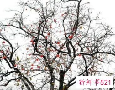 梦见柿子树连根拔起是什么意思