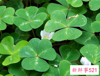 象征着希望和未来的花