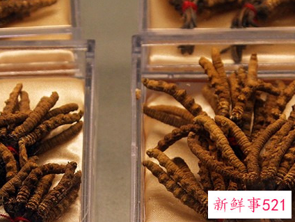 吃冬虫夏草对性功能有帮助吗