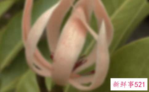 白玉兰花的寓意