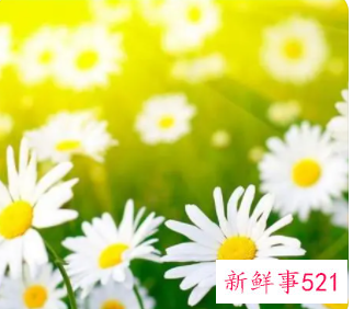 象征着希望和未来的花