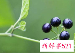 龙葵果泡酒有什么功能