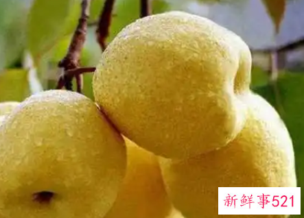梨的品种有哪些