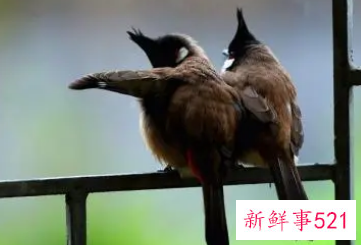 小鸟飞到窗口的暗示