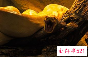 已婚女人梦见大蟒蛇追自己