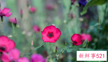 伶牙俐齿能说会道星座女