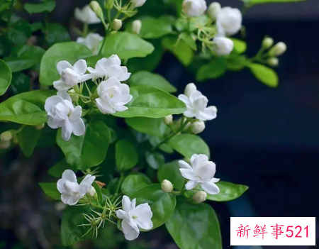 茉莉全成干枯枝怎么办