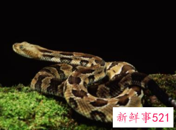 孕妇梦见灰蛇是什么意思