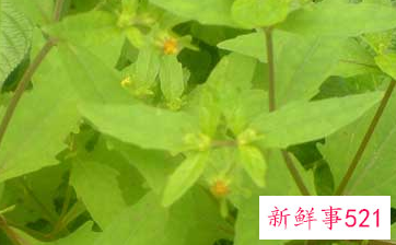 豨莶草的作用与功效