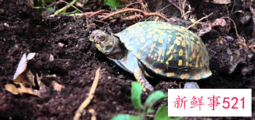 冬天乌龟要怎么养