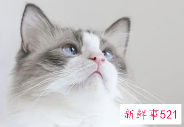 梦见猫是有什么预兆