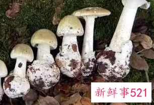 不能吃的菌子有哪些