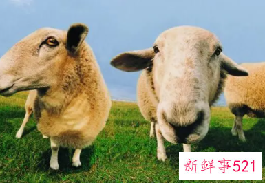 梦到大白羊是什么意思