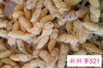 蜂蛹多吃有什么坏处