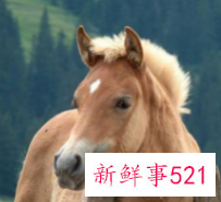 牛生肖与什么生肖相克