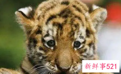 好听稀少的男孩名字属虎