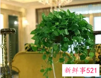 鸡蛋能直接到在绿萝盆里面吗