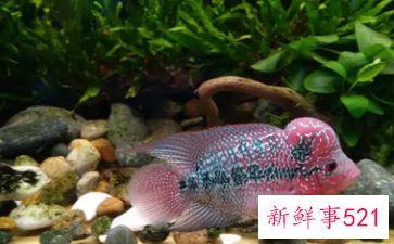 四大灵性鱼是什么