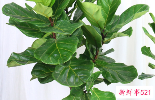 客厅养什么的花草合适