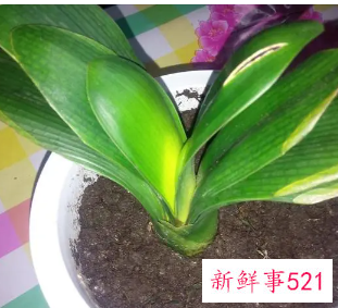 君子兰叶片不绿的原因