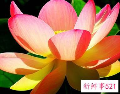 荷花的吉祥寓意