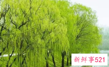 柳树代表的象征意义是什么