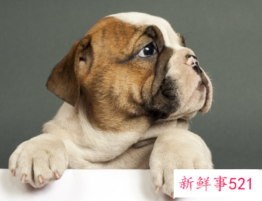 梦见杀狗的寓意