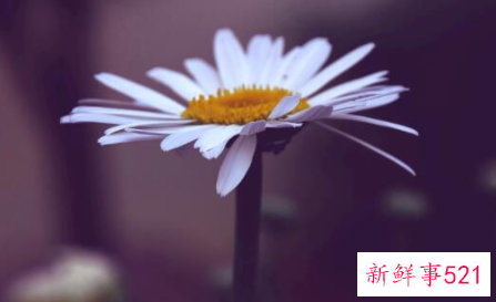 象征着希望和未来的花