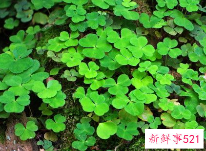 象征着希望和未来的花