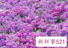 樱草花的养殖方法及注意事项