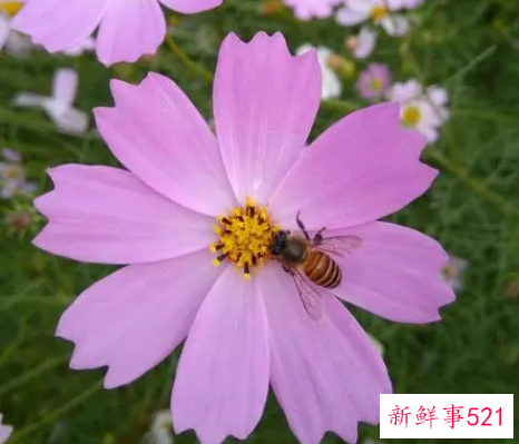 格桑花的花语是什么