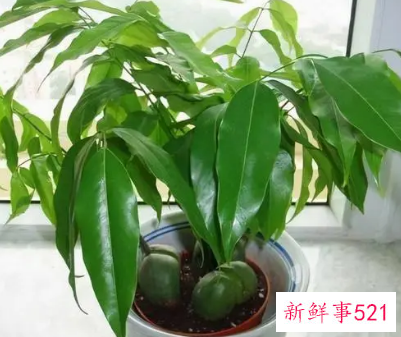 10种客厅招财植物推荐