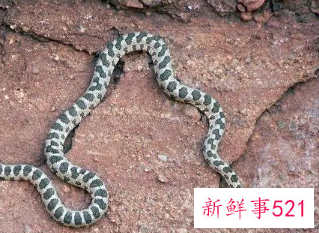 梦见蛇并被咬了一口是什么预兆