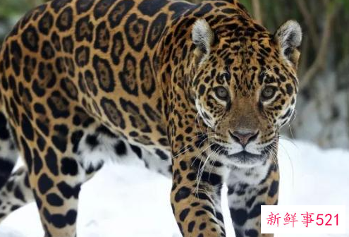 什么动物咬合力最大