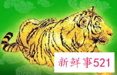 家里三个属虎的好不好