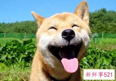 非常搞笑的笑话对白