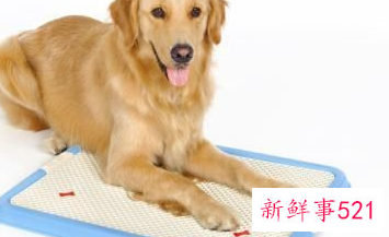 训练狗狗大小便妙招