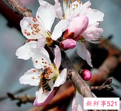 春天来了有哪些象征