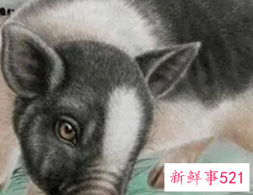 属猪女和属蛇男适合做夫妻吗