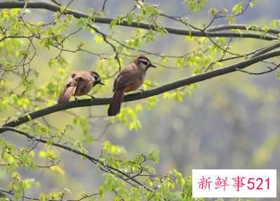 早上小鸟在窗户叫的征兆