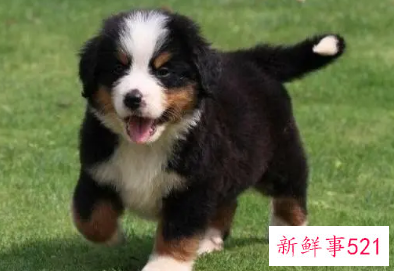 伯恩山犬的饲养方法