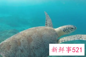 女人梦到超级大海龟什么预兆