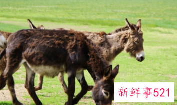 梦见驴挨打是什么意思