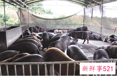 梦见猪圈里黑猪寓意