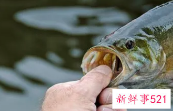 女人梦见抓到一条大鱼